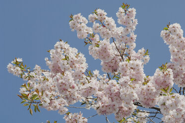 Deutschland, Bayern, Japanische Kirschblüte gegen blauen Himmel - CRF002407