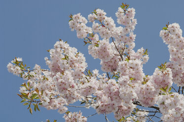 Germany, Bavaria, Japanese cherry blossom against blue sky - CRF002407