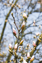 Deutschland, Blühender Magnolienbaum, Nahaufnahme - JTF000377