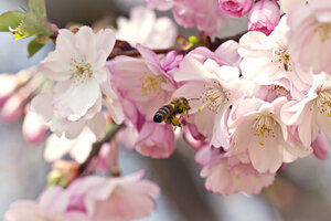 Deutschland, Bayern, Biene auf Kirschblüte, Nahaufnahme - SARF000018