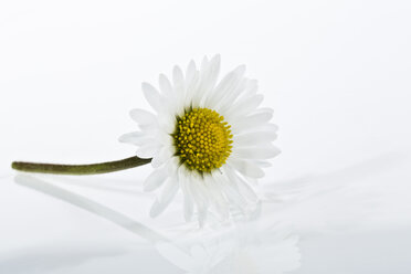 Daisy flower on white background, close up - MAEF006502
