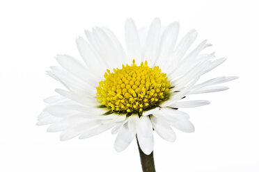 Daisy flower against white background, close up - MAEF006501