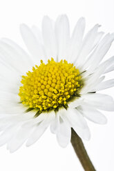 Daisy flower against white background, close up - MAEF006500