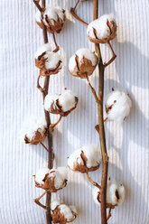 Deutschland, Baumwollpflanze auf weißem Handtuch - JTF000383
