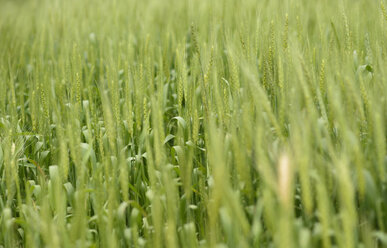 Bhutan, Wheat grain field, close up - HLF000125