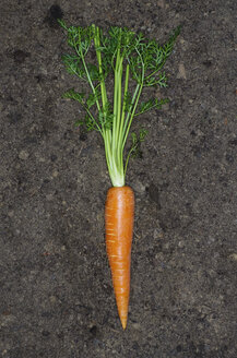 Germany, Hesse,furt, Carrot on soil, close up Frank - MUF001319