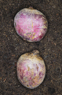 Germany, Hesse, Frankfurt, Beetroot on soil, close up - MUF001313