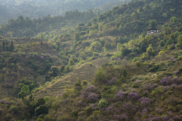 Bhutan, Landscape with flourishing indigo bushes and trees - HL000122