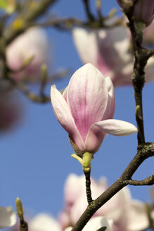 Deutschland, Bayern, Magnolienblüte, Nahaufnahme - SARF000024