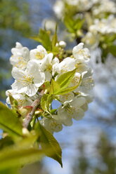 Germany, North Rhine-Westphalia, Cherry blossom tree in spring - ONF000178