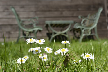 Deutschland, Nordrhein-Westfalen, Gänseblümchen im Frühling, Bänke im Hintergrund - ONF000180