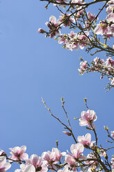 Deutschland, Nordrhein-Westfalen, Magnolienblütenbaum im Frühling - ONF000181