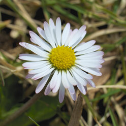 Germany, Hasse, Daisy, close up - MHF000175