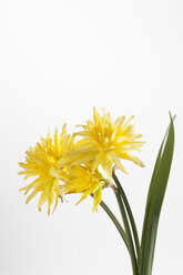 Gelbe Narzissenblüten vor weißem Hintergrund, Nahaufnahme - CSF018930