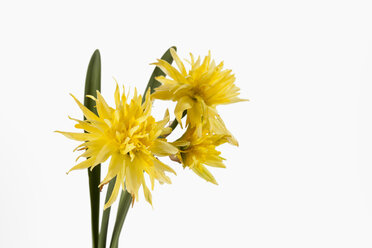 Yellow daffodil flowers against white background, close up - CSF018929