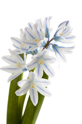 Apollo Zwerg Hyazinthe-Blüten vor weißem Hintergrund, Nahaufnahme - CSF018926