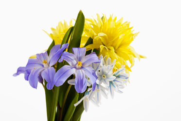 Variety of flowers against white background, close up - CSF018922