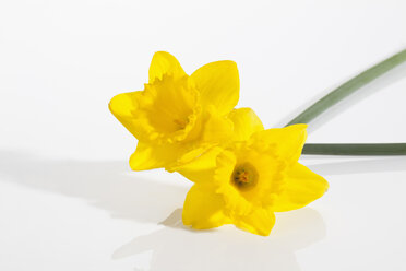 Gelbe Narzissenblüten auf weißem Hintergrund, Nahaufnahme - CSF018949