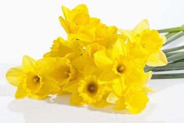 Yellow narcissus flowers on white background, close up - CSF018948