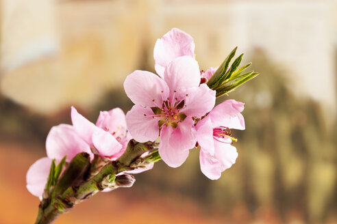 Pfirsichblüten, Nahaufnahme - CSF018939