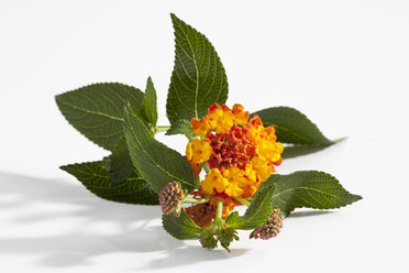 Westindische Lantana-Blüten auf weißem Hintergrund, Nahaufnahme - CSF018891