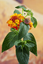 Westindische Lantana-Blüten, Nahaufnahme - CSF018890