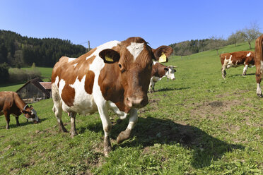 Germany, Baden Wuerttemberg, Cow in black forest grazing grass - LAF000050