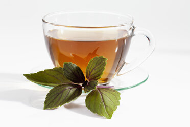 Basilikumkraut mit Tasse Tee auf weißem Hintergrund, Nahaufnahme - CSF019102