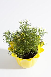 Topfpflanze von Lakritzkraut auf weißem Hintergrund, Nahaufnahme - CSF019097