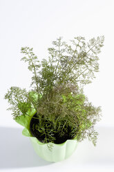 Topfpflanze von Süßfenchel auf weißem Hintergrund, Nahaufnahme - CSF019022