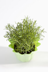 Topfpflanze von Olivenkraut auf weißem Hintergrund, Nahaufnahme - CSF019018
