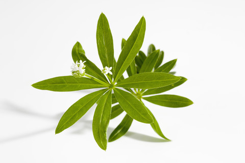 Waldmeister auf weißem Hintergrund, Nahaufnahme, lizenzfreies Stockfoto