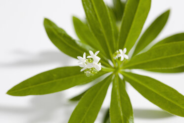 Waldmeister auf weißem Hintergrund, Nahaufnahme - CSF019046