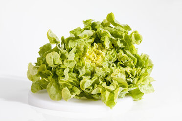 Oak Leaf Lettuce on white background, close up - CSF019023