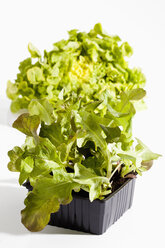 Topfpflanze von Eichblattsalat auf weißem Hintergrund, Nahaufnahme - CSF019036