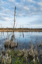 Germany, Schwenninger Moos, View of nature reserve, Neckar with reed and black birch - ELF000002