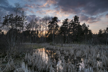 Deutschland, Schwenninger Moos, Blick auf Naturschutzgebiet, Neckarquelle bei Sonnenuntergang - ELF000001