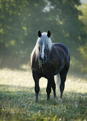 Germany, Baden Wuerttemberg, Black forest horse standing on grass - SLF000008