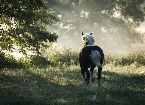 Deutschland, Baden Württemberg, Schwarzwaldpferd läuft auf Gras, lizenzfreies Stockfoto