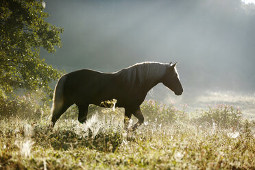 Germany, Baden Wuerttemberg, Black forest horse walking on grass - SLF000012