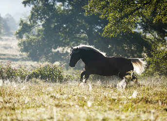 Germany, Baden Wuerttemberg, Black forest horse running on grass - SLF000013