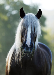 Germany, Baden Wuerttemberg, Black forest horse - SLF000014