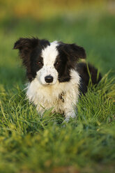 Deutschland, Baden Württemberg, Border Collie Hund auf Gras - SLF000015