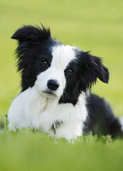 Deutschland, Baden Württemberg, Border Collie Hund auf Gras - SLF000017