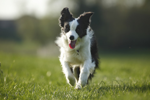 Deutschland, Baden Württemberg, Border Collie Hund läuft auf Gras, lizenzfreies Stockfoto