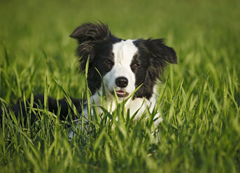 Deutschland, Baden Württemberg, Border Collie Hund auf Gras - SLF000006