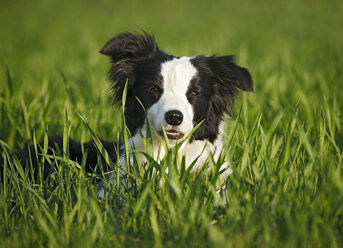 Germany, Baden Wuerttemberg, Border Collie dog on grass - SLF000006