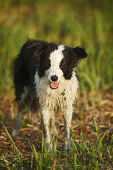 Deutschland, Baden Württemberg, Border Collie Hund auf Gras - SLF000005