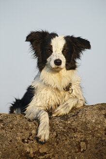 Deutschland, Baden Württemberg, Border Collie Hund, Nahaufnahme - SLF000004