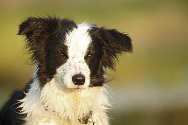 Deutschland, Baden Württemberg, Border Collie Hund schaut weg - SLF000003